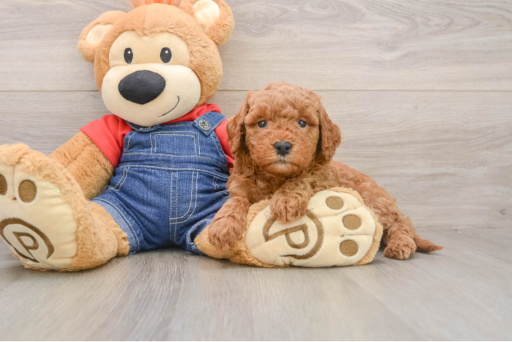 Best Mini Goldendoodle Baby