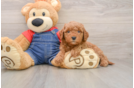 Best Mini Goldendoodle Baby