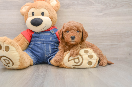 Best Mini Goldendoodle Baby