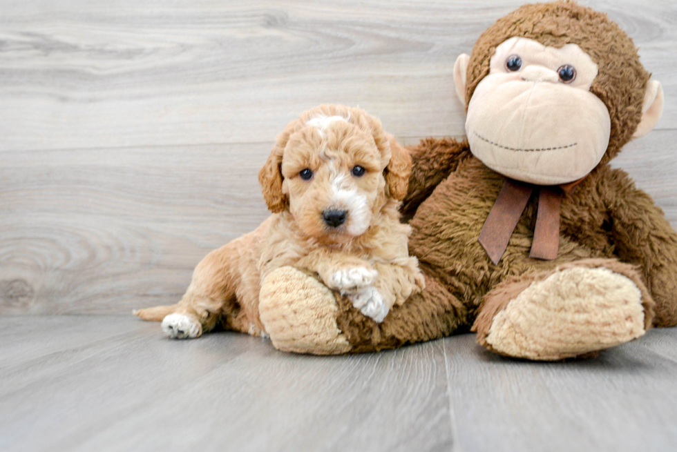 Mini Goldendoodle Pup Being Cute