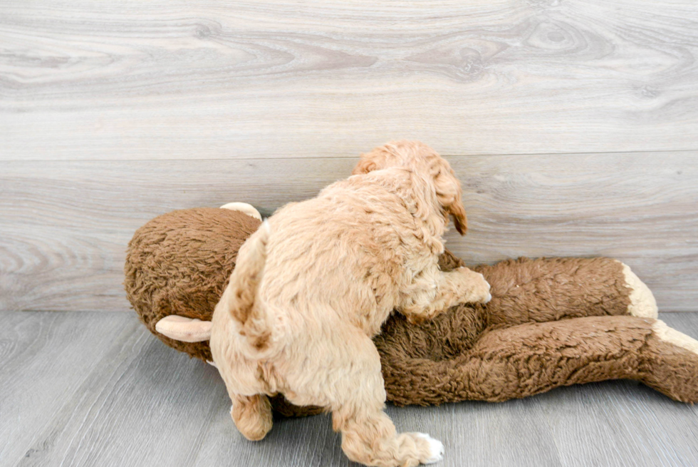 Friendly Mini Goldendoodle Baby