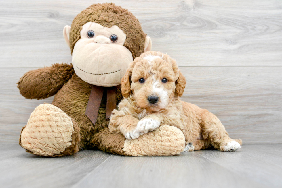 Mini Goldendoodle Pup Being Cute