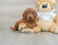 5 week old Mini Goldendoodle Puppy For Sale - Florida Fur Babies