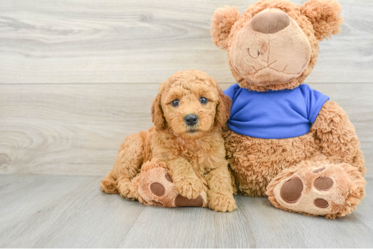 Sweet Mini Goldendoodle Baby