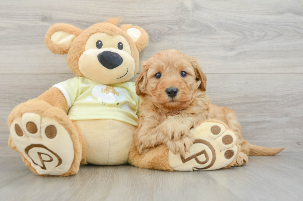 6 week old Mini Goldendoodle Puppy For Sale - Florida Fur Babies