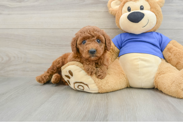 Mini Goldendoodle Puppy for Adoption