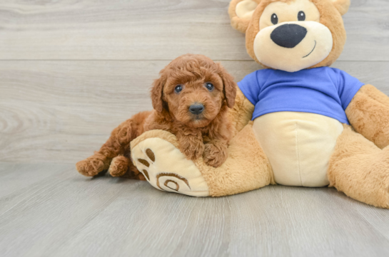Mini Goldendoodle Puppy for Adoption