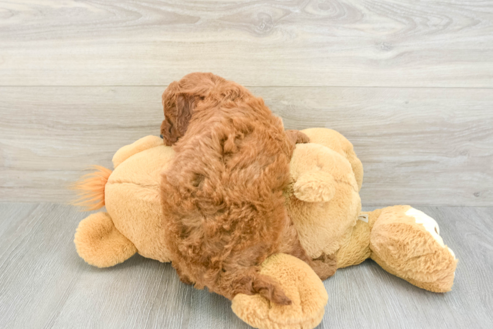 Sweet Mini Goldendoodle Baby