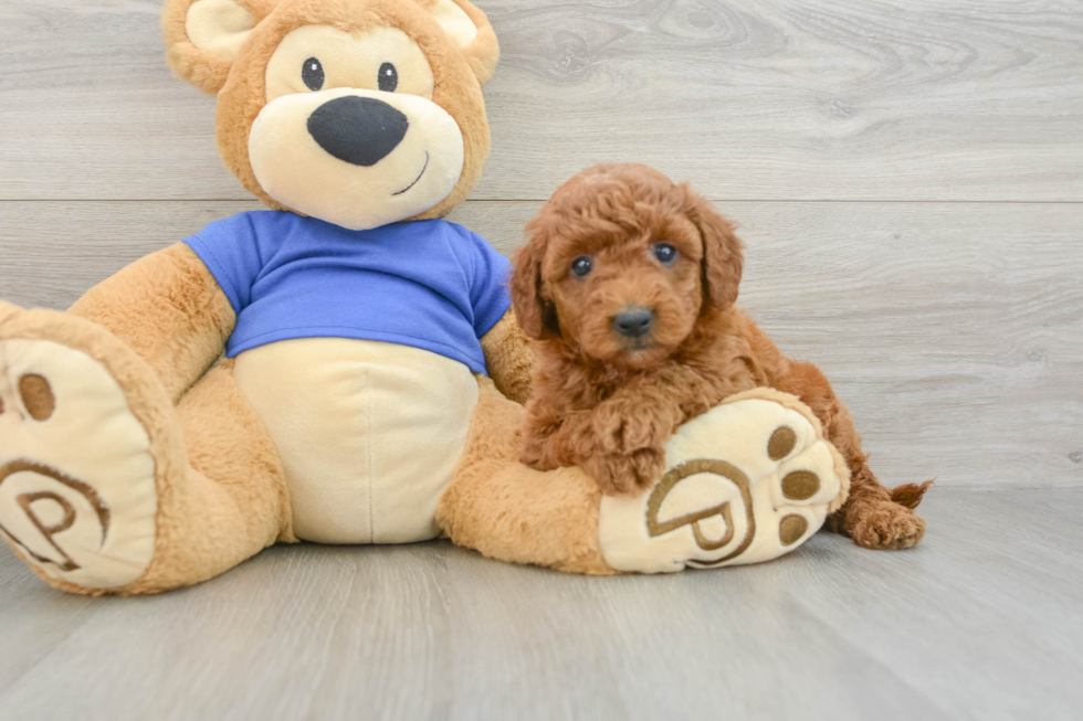 Adorable Golden Retriever Poodle Mix Poodle Mix Puppy