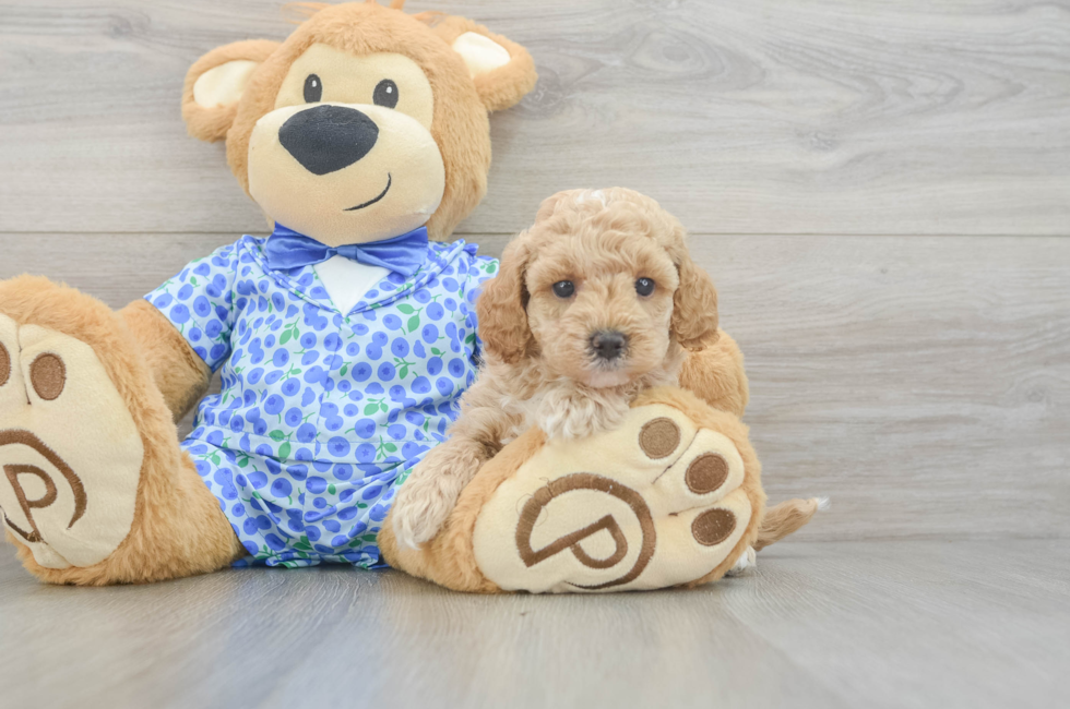 5 week old Mini Goldendoodle Puppy For Sale - Florida Fur Babies