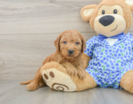 8 week old Mini Goldendoodle Puppy For Sale - Florida Fur Babies