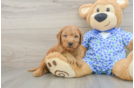 Mini Goldendoodle Puppy for Adoption