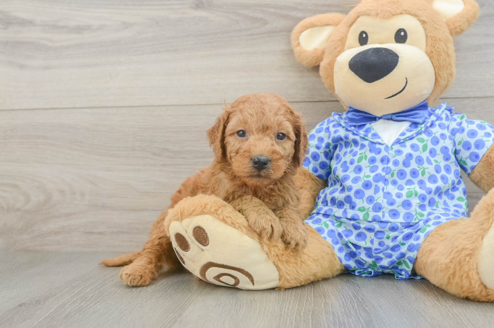 5 week old Mini Goldendoodle Puppy For Sale - Florida Fur Babies