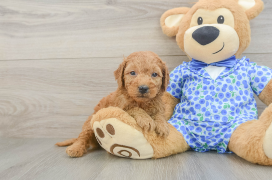Mini Goldendoodle Puppy for Adoption