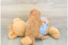 Mini Goldendoodle Puppy for Adoption
