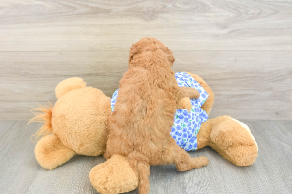 Mini Goldendoodle Puppy for Adoption