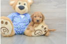 Best Mini Goldendoodle Baby