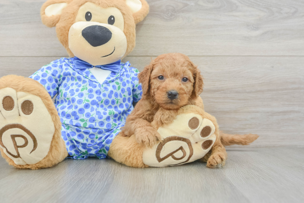 Best Mini Goldendoodle Baby