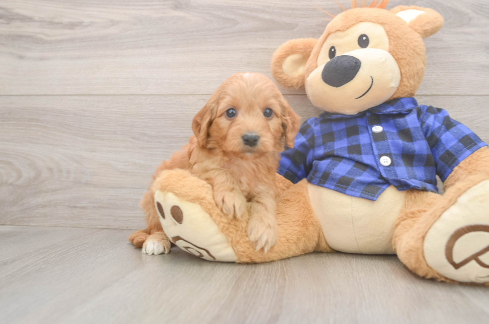 5 week old Mini Goldendoodle Puppy For Sale - Florida Fur Babies