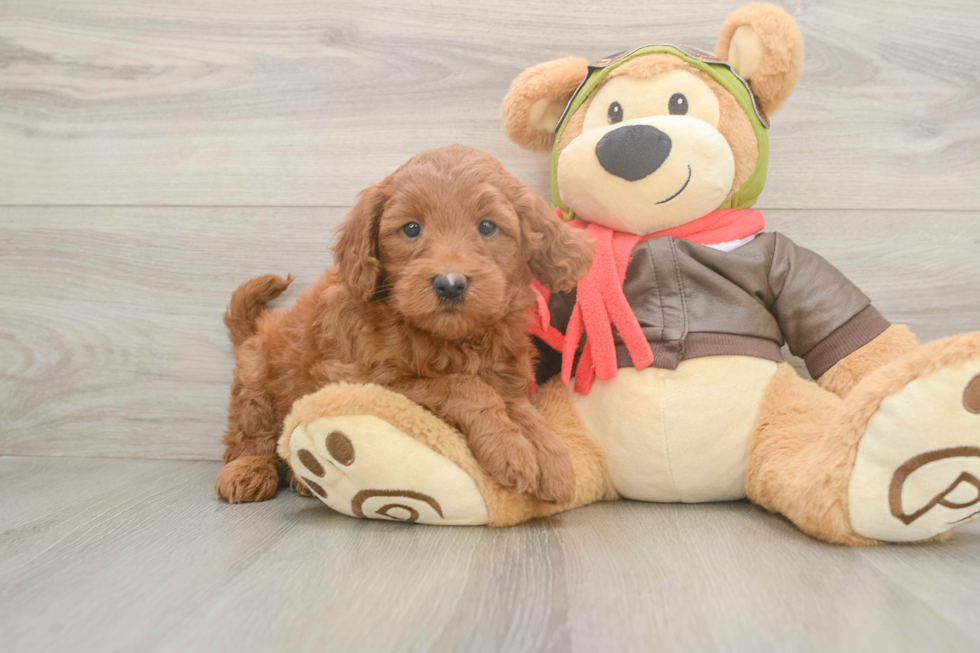 Mini Goldendoodle Puppy for Adoption