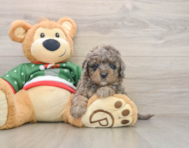 5 week old Mini Goldendoodle Puppy For Sale - Florida Fur Babies