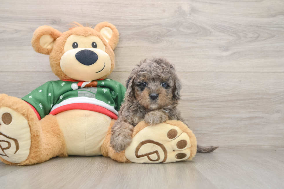 Hypoallergenic Mini Goldiepoo Poodle Mix Puppy