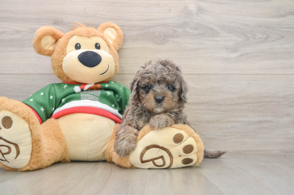 5 week old Mini Goldendoodle Puppy For Sale - Florida Fur Babies