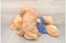 Best Mini Goldendoodle Baby