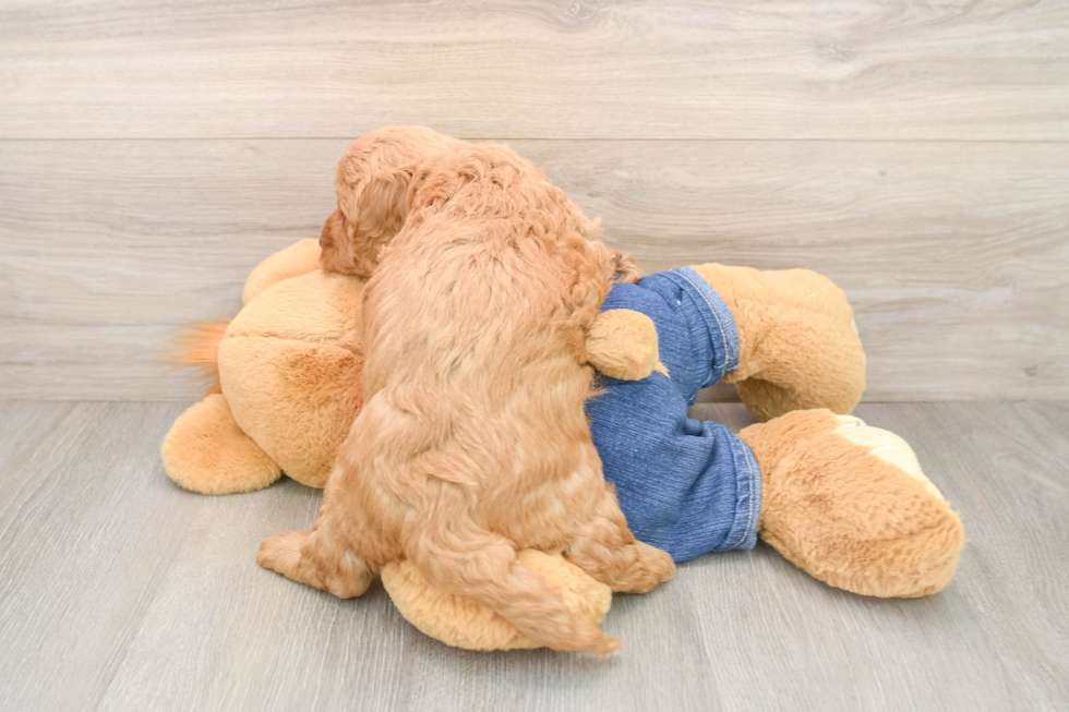 Best Mini Goldendoodle Baby