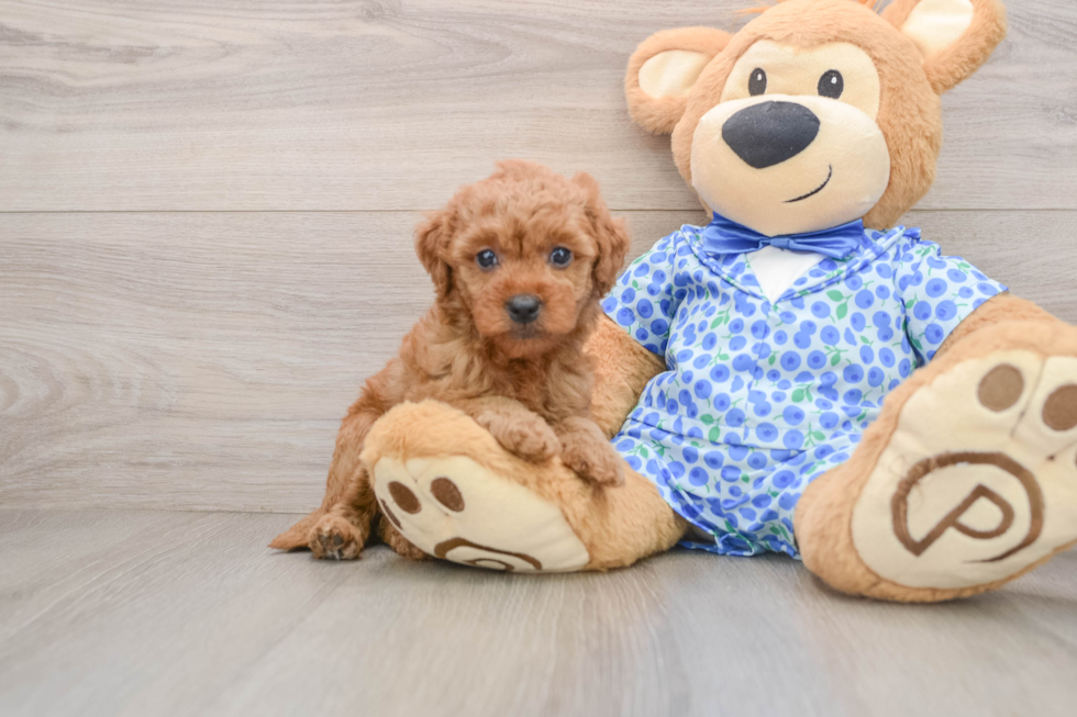 Mini Goldendoodle Puppy for Adoption