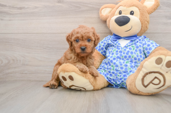Mini Goldendoodle Puppy for Adoption