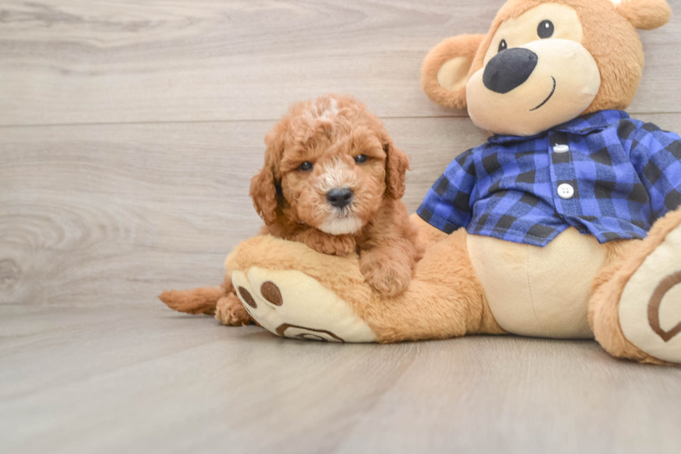 Adorable Golden Retriever Poodle Mix Poodle Mix Puppy