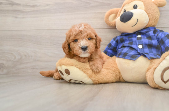 Adorable Golden Retriever Poodle Mix Poodle Mix Puppy