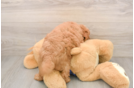 Mini Goldendoodle Puppy for Adoption