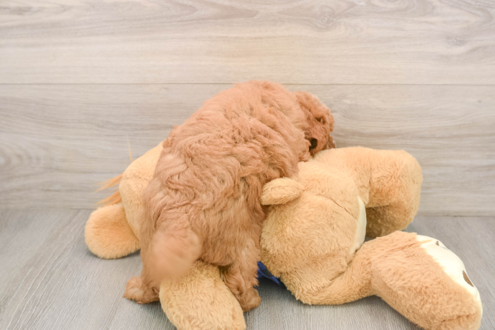 Mini Goldendoodle Puppy for Adoption