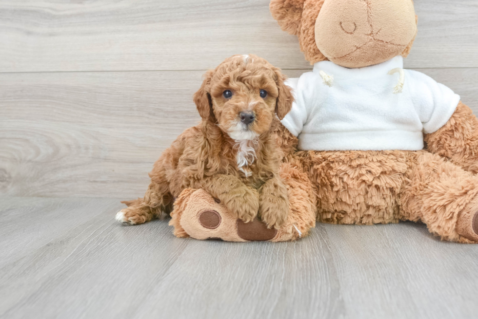 Mini Goldendoodle Pup Being Cute