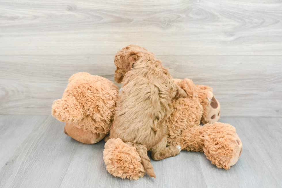 Popular Mini Goldendoodle Poodle Mix Pup