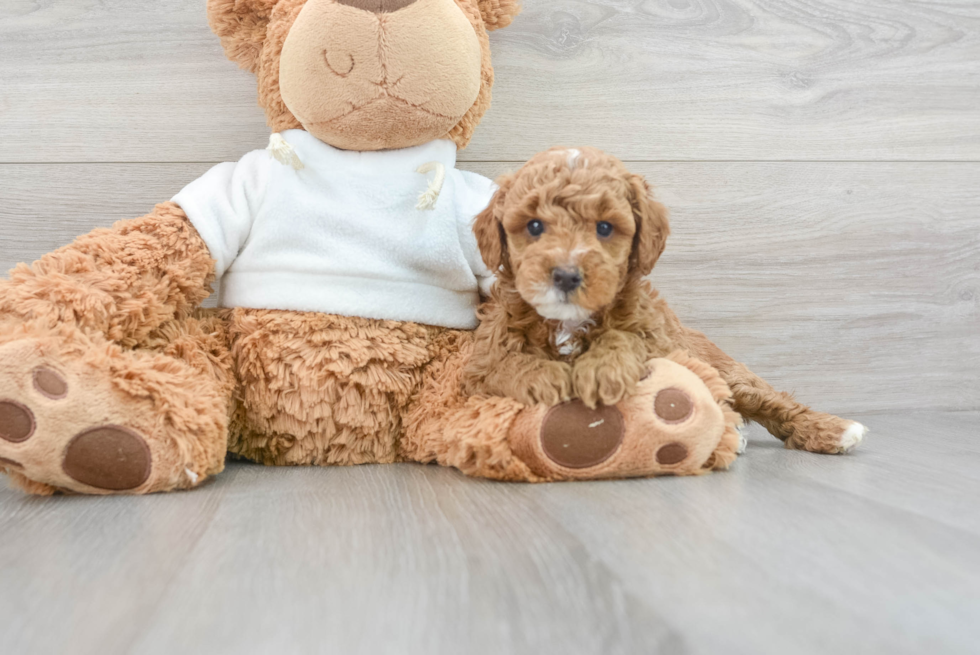 Petite Mini Goldendoodle Poodle Mix Pup