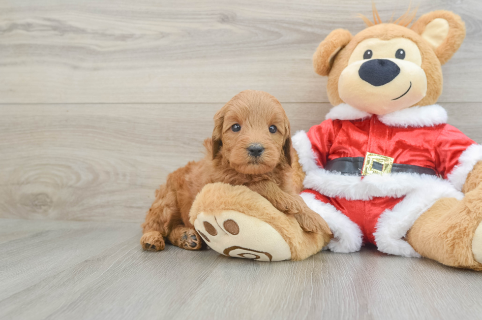 5 week old Mini Goldendoodle Puppy For Sale - Florida Fur Babies