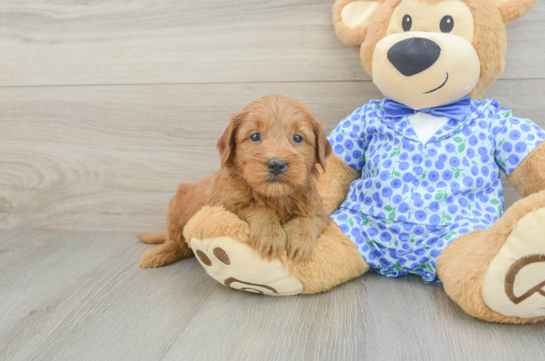 Petite Mini Goldendoodle Poodle Mix Pup