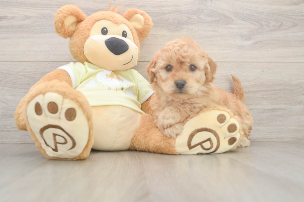 5 week old Mini Goldendoodle Puppy For Sale - Florida Fur Babies
