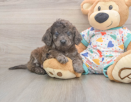 7 week old Mini Goldendoodle Puppy For Sale - Florida Fur Babies
