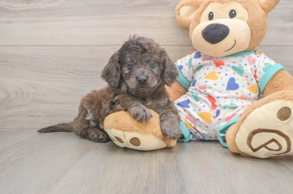 5 week old Mini Goldendoodle Puppy For Sale - Florida Fur Babies