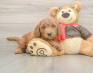 5 week old Mini Goldendoodle Puppy For Sale - Florida Fur Babies