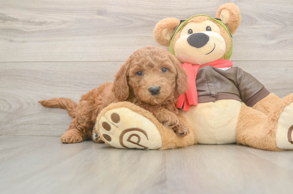 5 week old Mini Goldendoodle Puppy For Sale - Florida Fur Babies