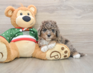 5 week old Mini Goldendoodle Puppy For Sale - Florida Fur Babies