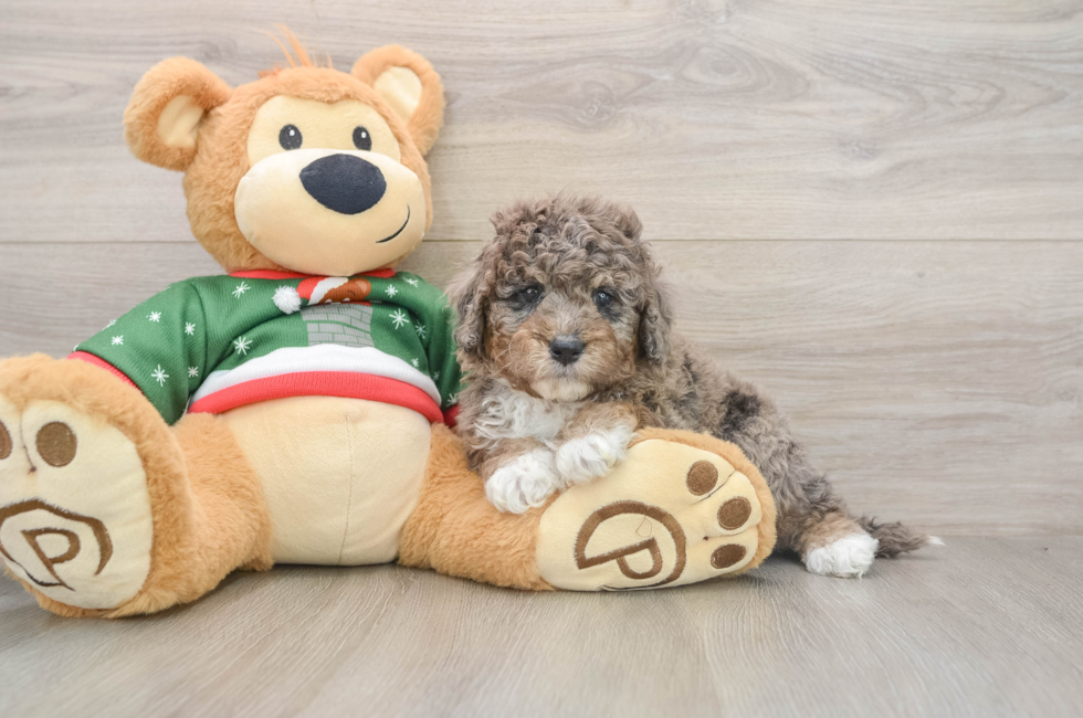 5 week old Mini Goldendoodle Puppy For Sale - Florida Fur Babies