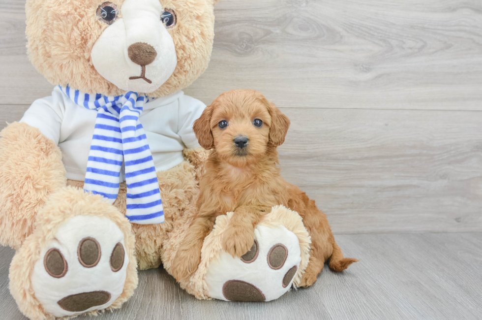 7 week old Mini Goldendoodle Puppy For Sale - Florida Fur Babies