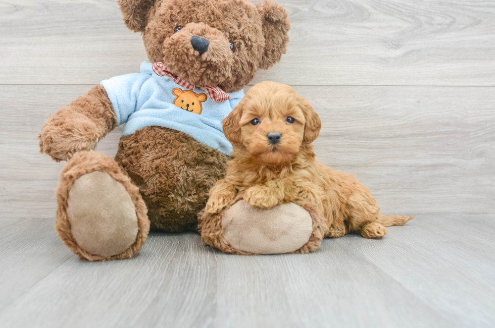 11 week old Mini Goldendoodle Puppy For Sale - Florida Fur Babies