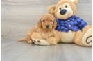 Small Mini Goldendoodle Baby